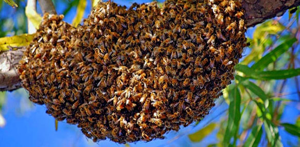 Comment réagir devant un essaim d'abeilles ? - Choisy le roi